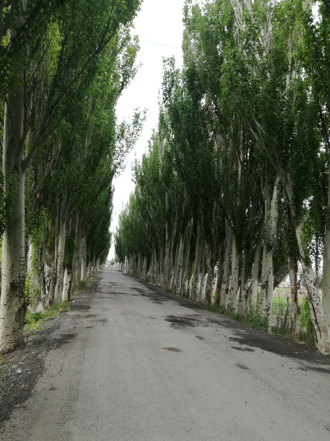 新疆福吉亚